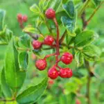 Poivre de Normandie – Sichuan rouge 15g – Image 3