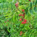 Poivre de Normandie – Sichuan vert 15g – Image 4