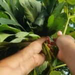 Sucre arrangé - L'Étretat 150g – Image 4