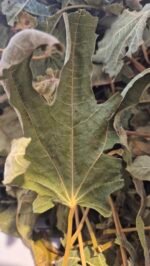 Tisane du moment - "Côte fleurie" 25g – Image 5