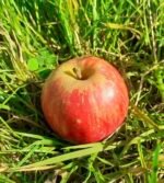 Vinaigre de cidre au poivre de Normandie – Image 2