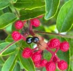 Balsamique de pomme au poivre Sichuan rouge 200mL – Image 3