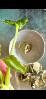 Wasabi déshydraté de Normandie - 25g
