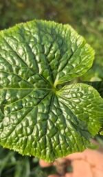 Wasabi déshydraté de Normandie - 25g – Image 5