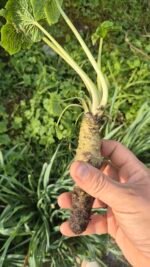 Wasabi déshydraté de Normandie - 25g – Image 4